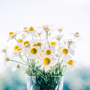 香香公主和爱犬合体
